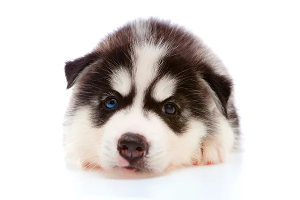 stock image Puppy a husky.