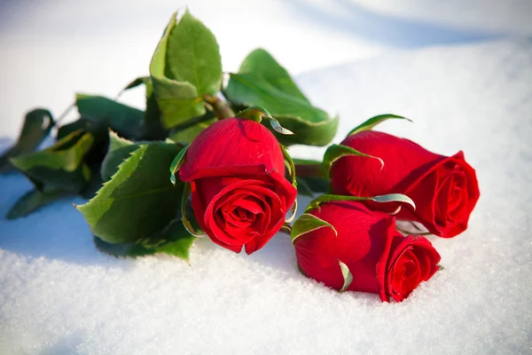 Czerwone róże na śniegu. — Zdjęcie stockowe