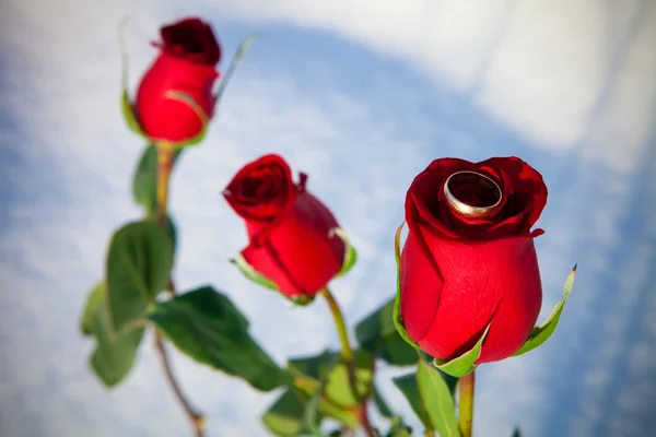 Rosa rossa e anello — Foto Stock