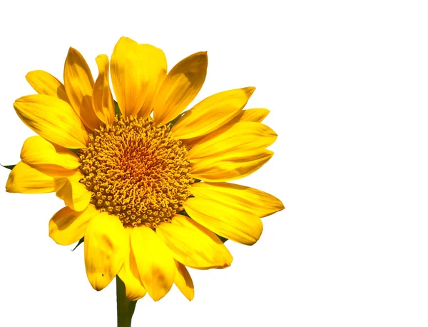 stock image Sunflower