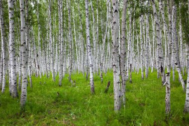 The birch of a forest. clipart