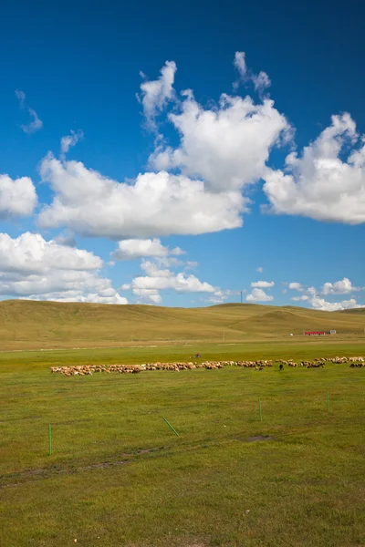 牧草地のシーン — ストック写真
