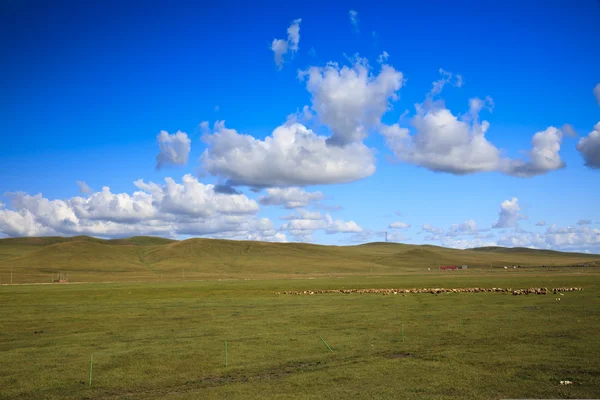 牧草地のシーン — ストック写真