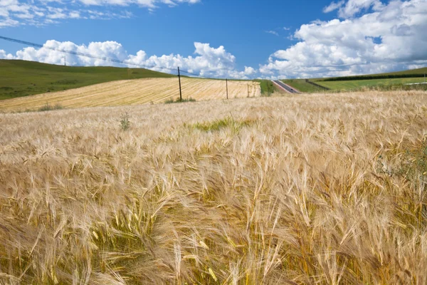 Campo de Wheaten — Foto de Stock