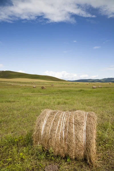 Łąka Mongolii Wewnętrznej — Zdjęcie stockowe