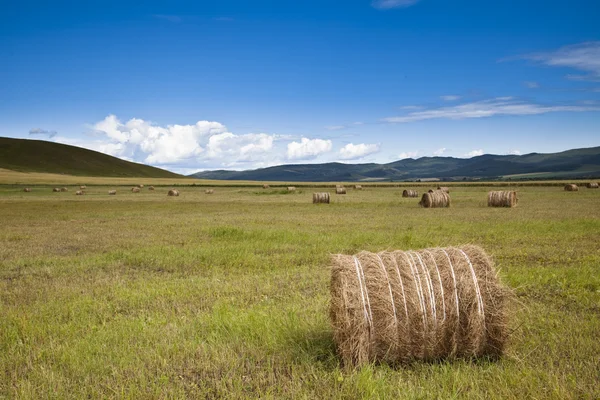 内蒙古的草地 — 图库照片