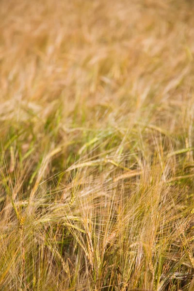 Wheaten veld — Stockfoto