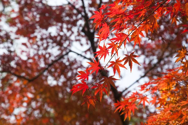 stock image Maple leaf