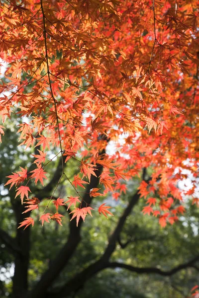 stock image Maple leaf