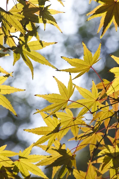 stock image Maple leaf