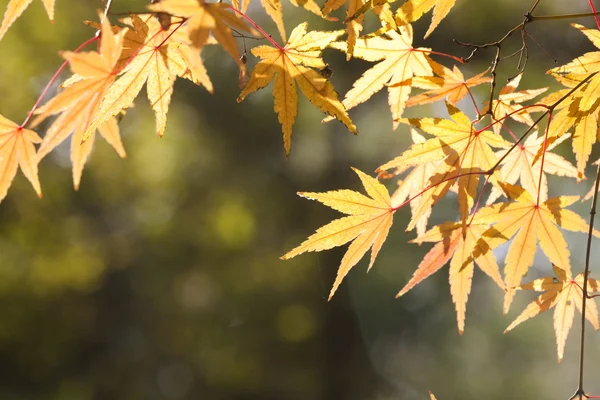 stock image Maple leaf