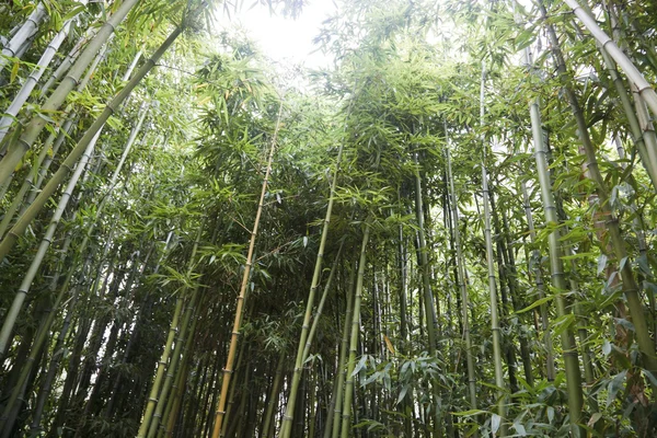 stock image Bamboo