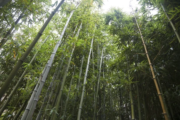 stock image Bamboo