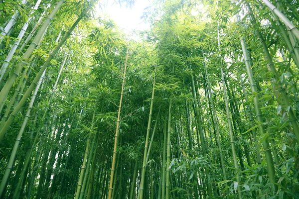 Bambus — Zdjęcie stockowe