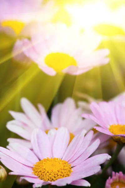 The daisy in the garden. — Stock Photo, Image