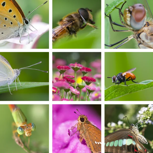 stock image Insects collection