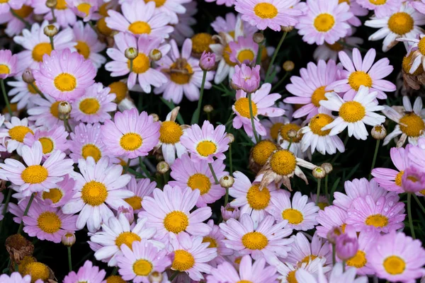 Das Gänseblümchen im Garten. — Stockfoto