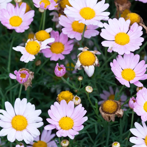 Das Gänseblümchen im Garten. — Stockfoto