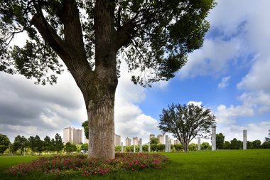 park açık ağaç.