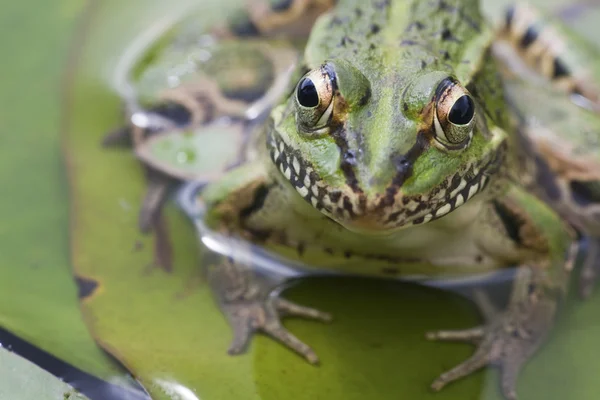 stock image The frog in the water outside.