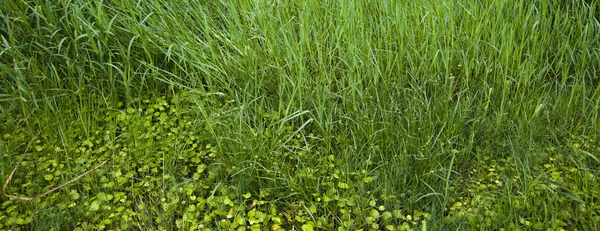 Bakgrund av gröna växter. — Stockfoto
