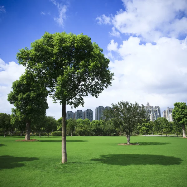 Το δέντρο της ένα υπαίθριο πάρκο. — Φωτογραφία Αρχείου