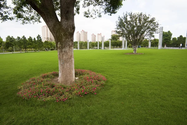 Der Baum eines Parks im Freien — Stockfoto