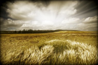 Wheaten field clipart