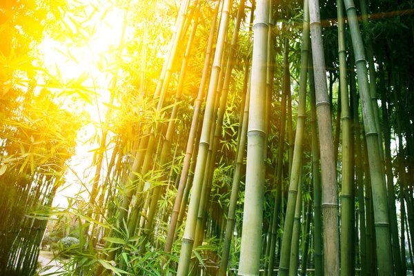 Bambou — Photo