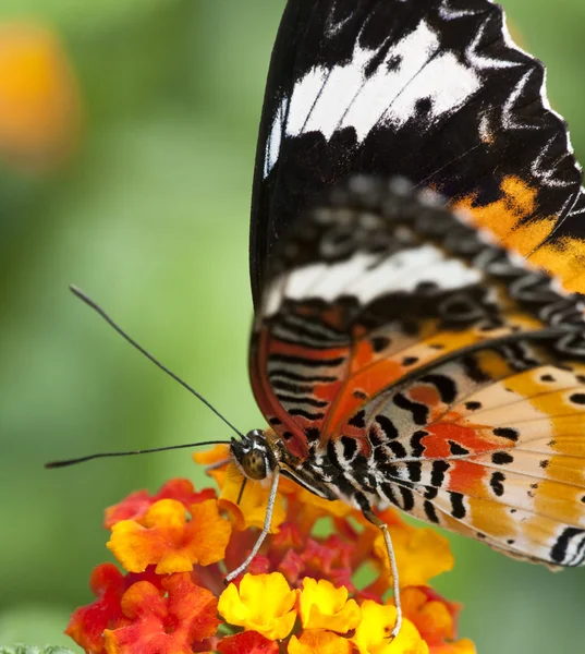 stock image Butterfly