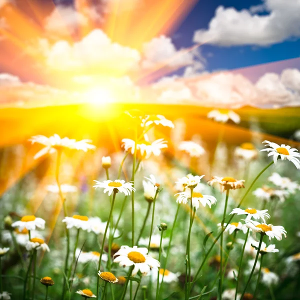 Feld der Gänseblümchen in der Sonne draußen vor blauem Himmel. — Stockfoto