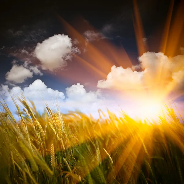 Sonnenlicht für den Weizen — Stockfoto