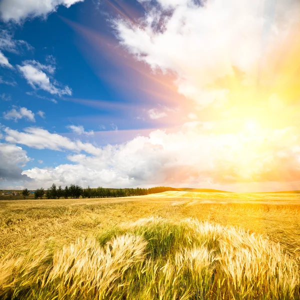 Lumière du soleil sur le blé — Photo