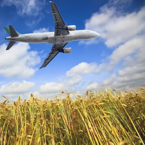 Avião e campo de trigo — Fotografia de Stock