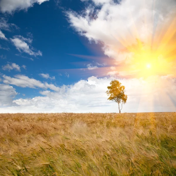 Сонячне світло пшениці — стокове фото