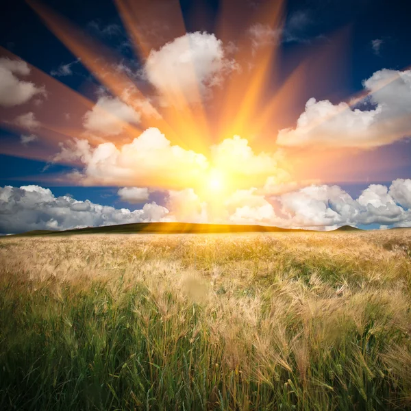Sunlight to the wheat — Stock Photo, Image