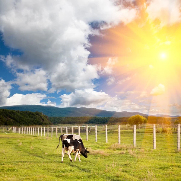 Vache dans la ferme avec fond de coucher de soleil extérieur . — Photo