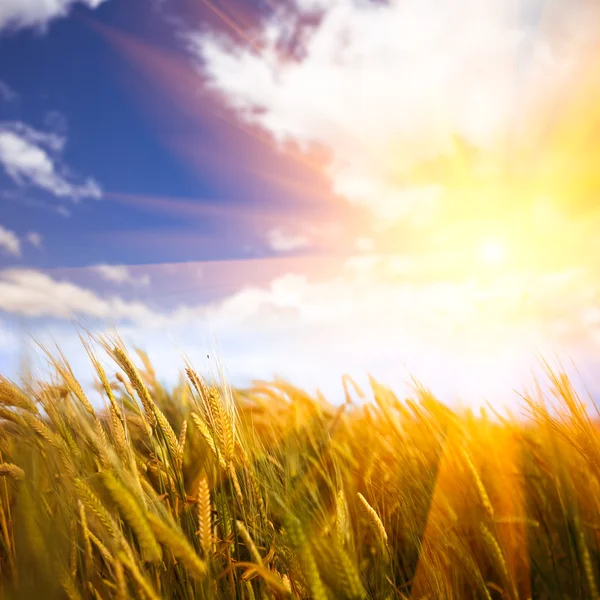 Güneş ışığına buğday — Stok fotoğraf