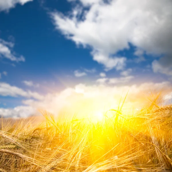 Lumière du soleil sur le blé — Photo