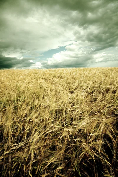 Wheaten field — Stock Photo, Image