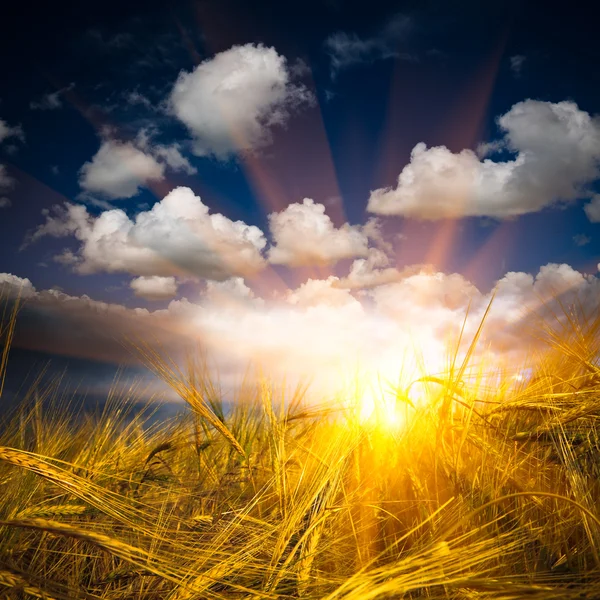 Luce del sole al grano — Foto Stock