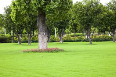 park açık ağaç.