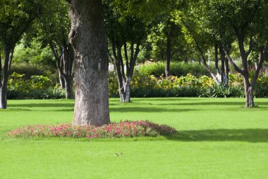 park açık ağaç.