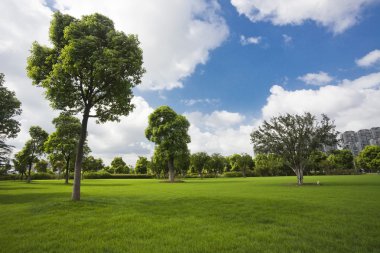 park açık ağaç.