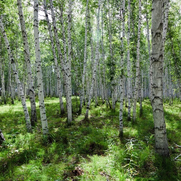 La betulla di una foresta . — Foto Stock