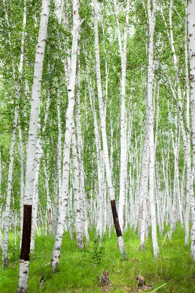 La betulla di una foresta . — Foto Stock
