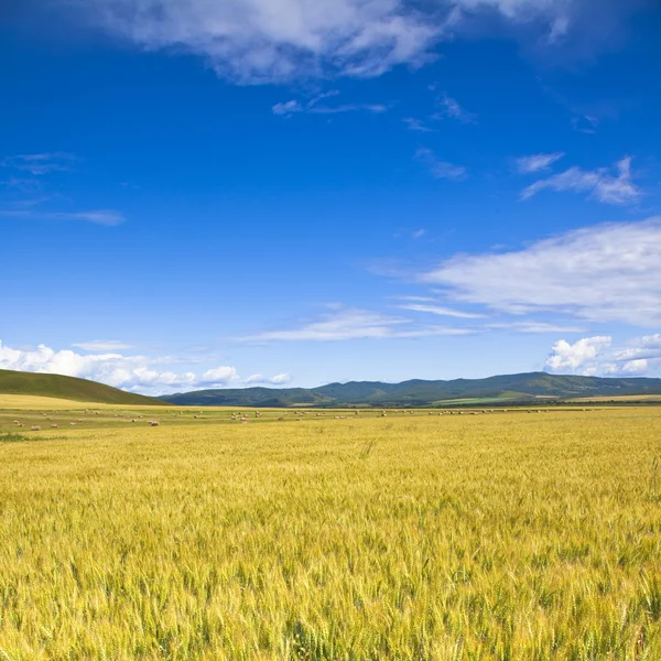 Wheaten veld — Stockfoto