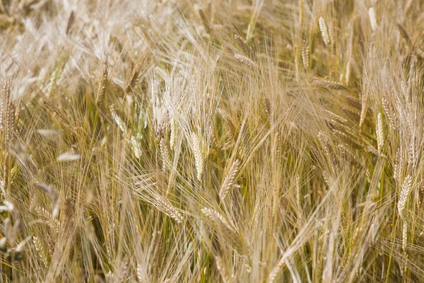 Campo de Wheaten — Foto de Stock