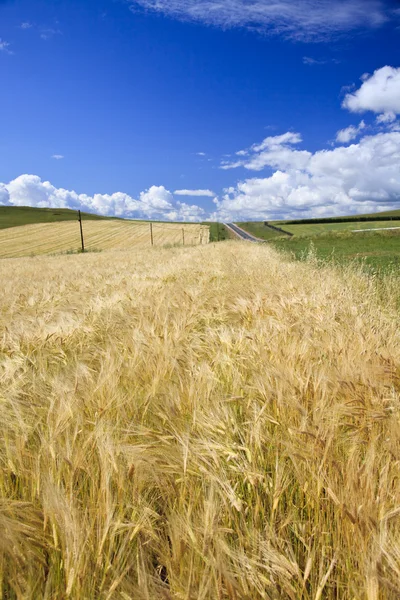 Pšenice pole — Stock fotografie
