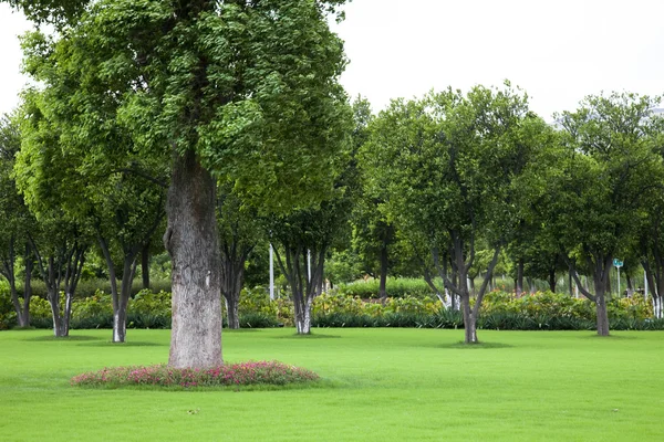 L'albero di un parco all'aperto . — Foto Stock